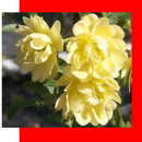 گل آبشار طلایی